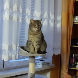 Kiki
