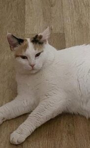 Leyla
