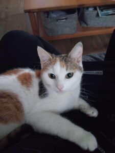 Niki