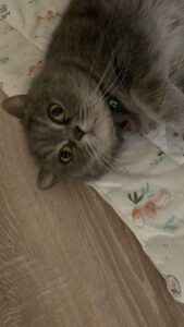Stella