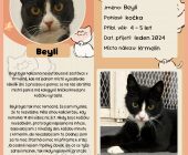 20 Beyli