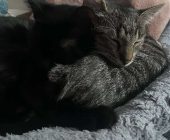 Alex a Lexi