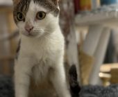 Andulka (2)