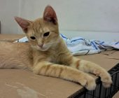 Apollo (2)