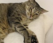 Benji 2025_08_16 (2)