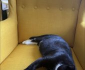 Beyli adopce
