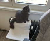 Bubu (2)
