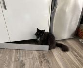 Bubu (4)