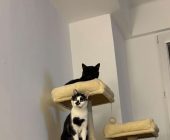 Cherry a Hugo adopce (1)