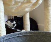 Cherry a Hugo adopce (2)