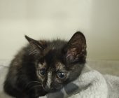 Čikitka 2025_07_20 (1)