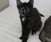 Čikitka 2025_08_16 (3)