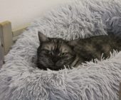 Cloe
