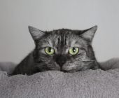 Cloe