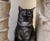Cloe