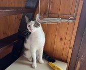 Daneček adopce (3)