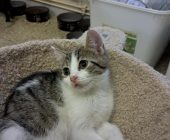 Deisy (2)