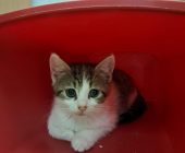 Deisy (3)