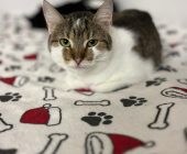 Doris