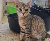 Eliška (3)