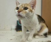 Ellie 2025_07_24 (1)