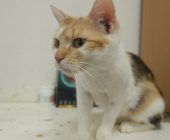 Ellie 2025_07_24 (2)