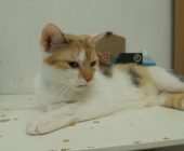 Ellie 2025_07_24 (4)