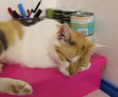 Ellie 2025_08_16 (1)