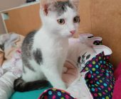 Evžen adopce (3)