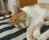 Freddy (1)
