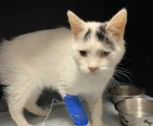 Gizmo hospitalizace (2)