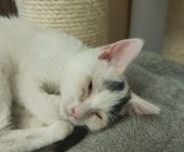 Gizmo