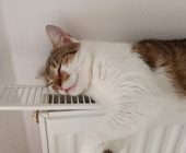 Doris