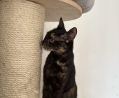 Malina