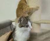 Kiki (1)