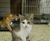 Kiki (2)