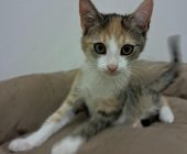 Kira (1)
