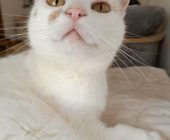 Kira