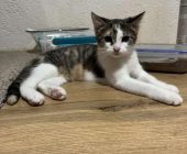 Kira