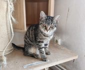 Kivi (1)