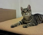 Kivi (2)