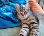 Kivi (2)