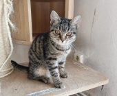 Kivi (2)