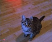 Kivi (3)