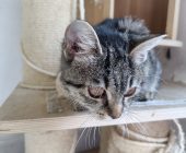 Kivi (3)