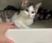 Simon