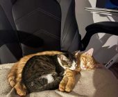 Lilek a Lálinka adopce