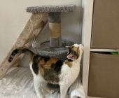 Líza adopce