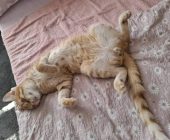 Lump (1)