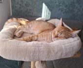 Lump (4)